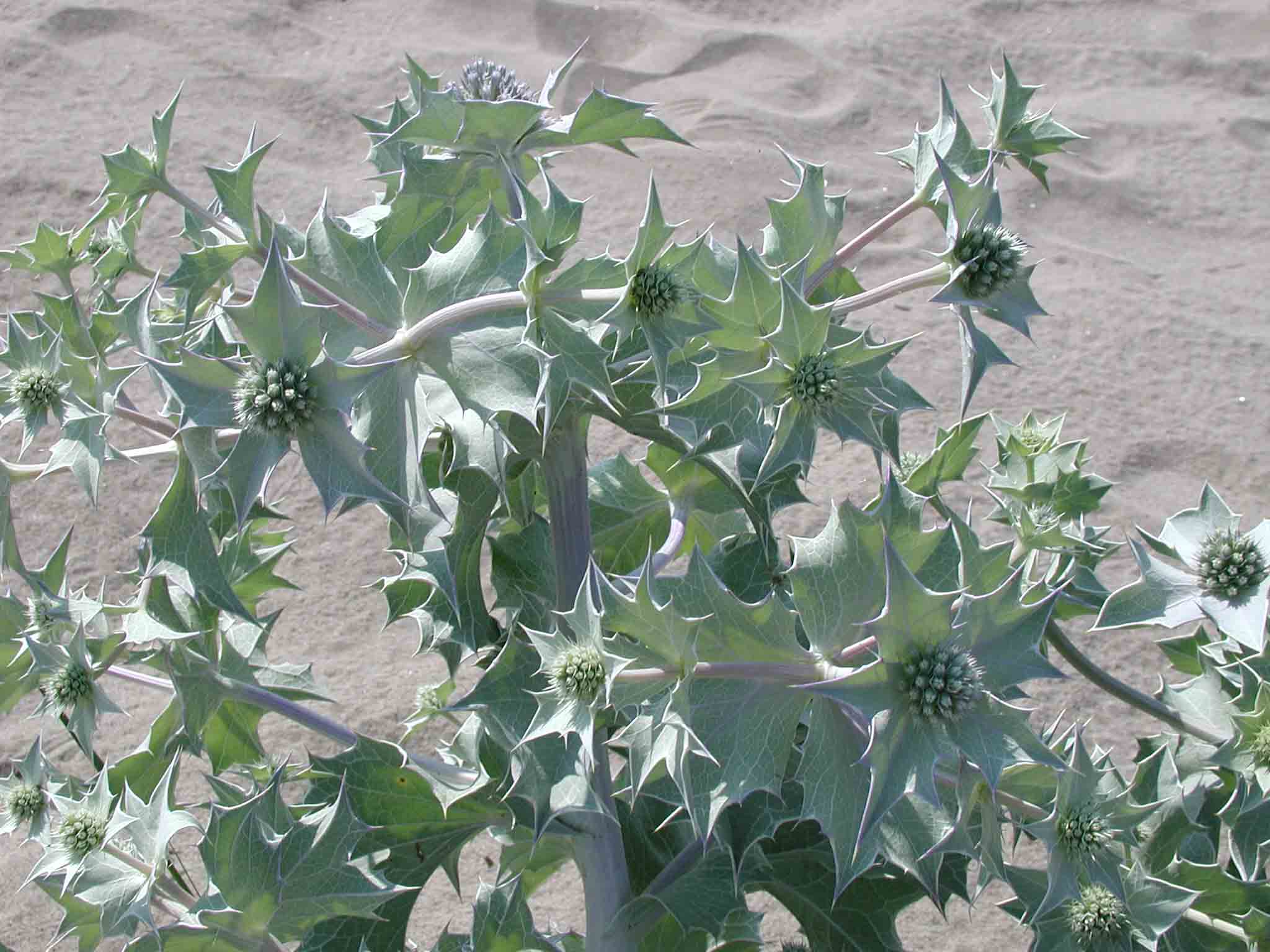 Macchia med. Eryngium maritimum